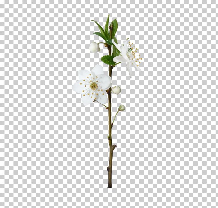 Flowering Plant Blossom Plant Stem Tree PNG, Clipart, Artificial Flower, Blossom, Branch, Cut Flowers, Dracaena Free PNG Download