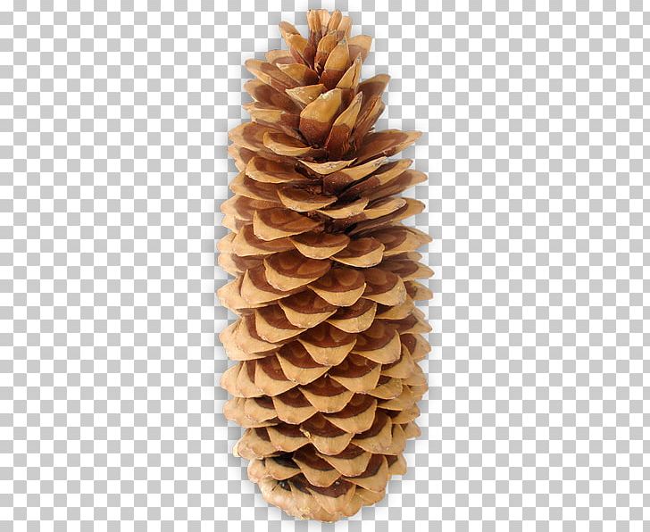 Pine Conifer Cone Conifers Family PNG, Clipart, Cone, Conifer Cone, Conifers, Family, Others Free PNG Download