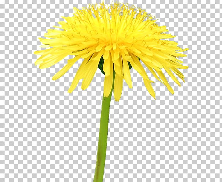 Bee Yellow Common Dandelion Insect Common Sunflower PNG, Clipart, Bee, Beekeeping, Cari, Common Dandelion, Common Sunflower Free PNG Download