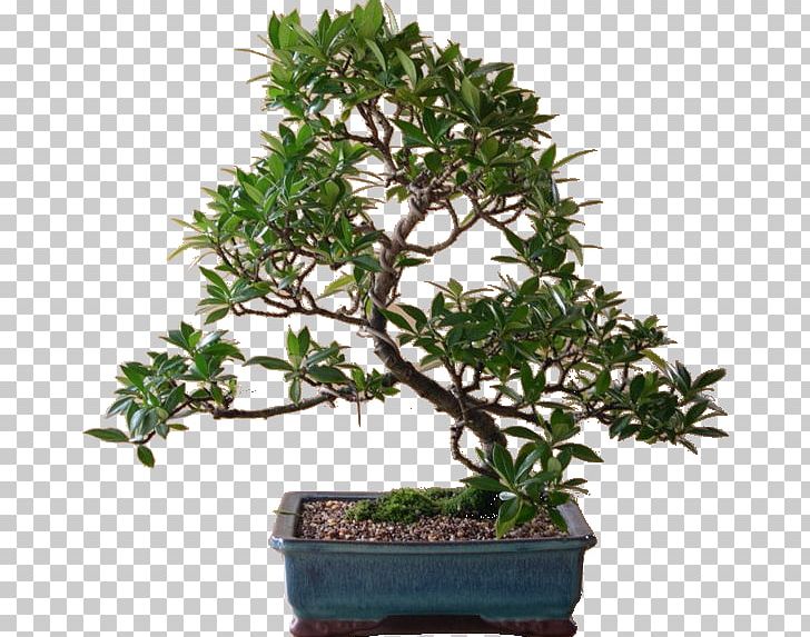 Chinese Sweet Plum Tree Shrub Flowerpot PNG, Clipart, 5 F, Aaf, Bonsai, Emr, F 21 Free PNG Download