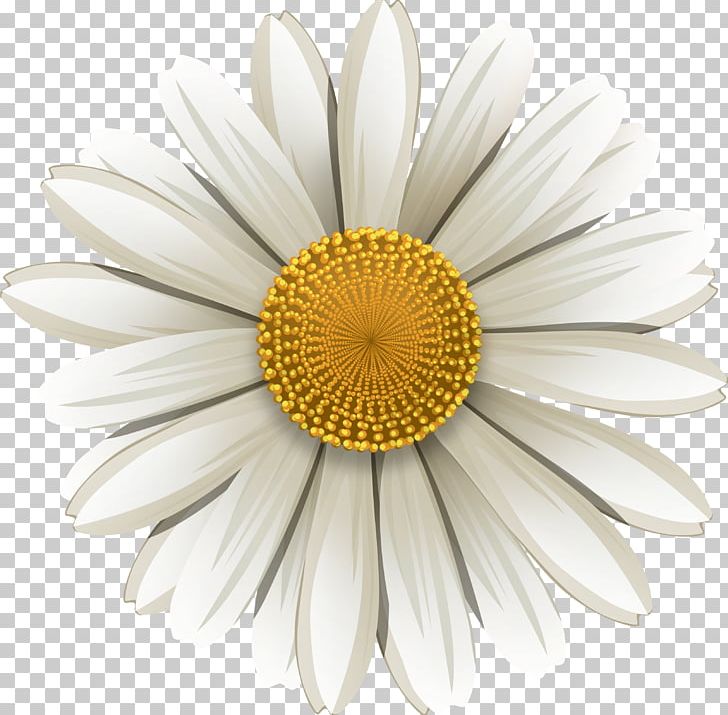 German Chamomile Flower PNG, Clipart, Anthemis, Camomile, Chamomile, Common Daisy, Cut Flowers Free PNG Download