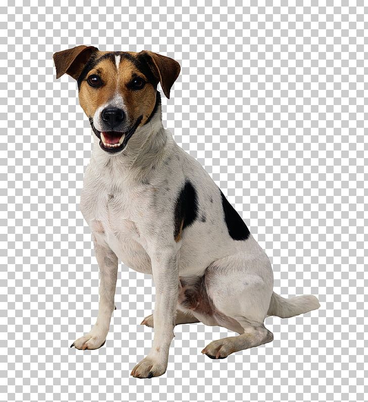 Jack Russell Terrier Parson Russell Terrier Yorkshire Terrier Puppy Border Terrier PNG, Clipart, Animals, Beagle, Border Collie, Brindle, Carnivoran Free PNG Download