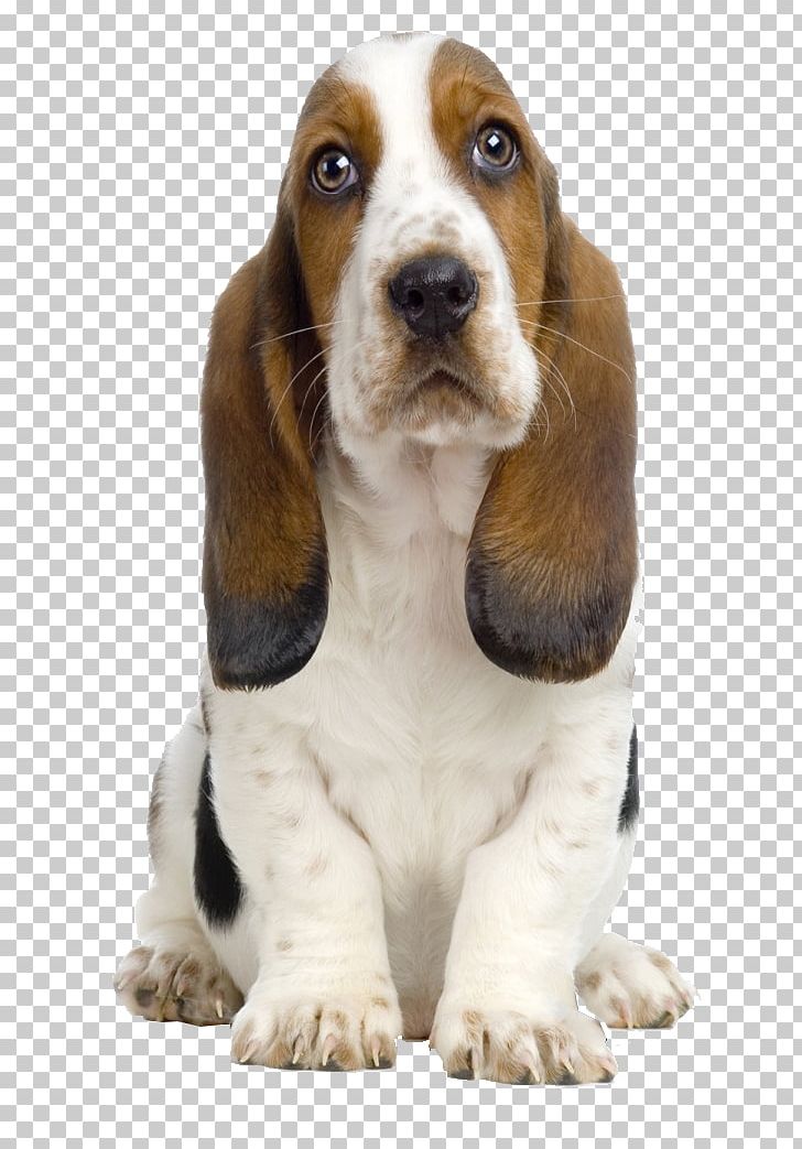 Basset Hound Beagle Bull Terrier Boston Terrier Bichon Frise PNG, Clipart, Airedale Terrier, Animals, Australian Cattle Dog, Basenji, Basset Artesien Normand Free PNG Download