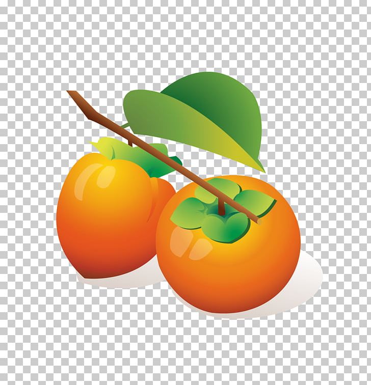 Persimmon Cartoon Orange PNG, Clipart, Bitter Orange, Cherry Tomato, Citrus, Clementine, Computer Wallpaper Free PNG Download