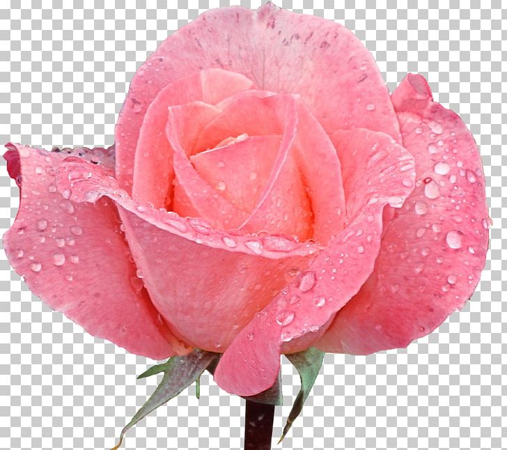 Rose Desktop Pink Flowers PNG, Clipart, Blue Rose, China Rose, Closeup, Color, Cut Flowers Free PNG Download