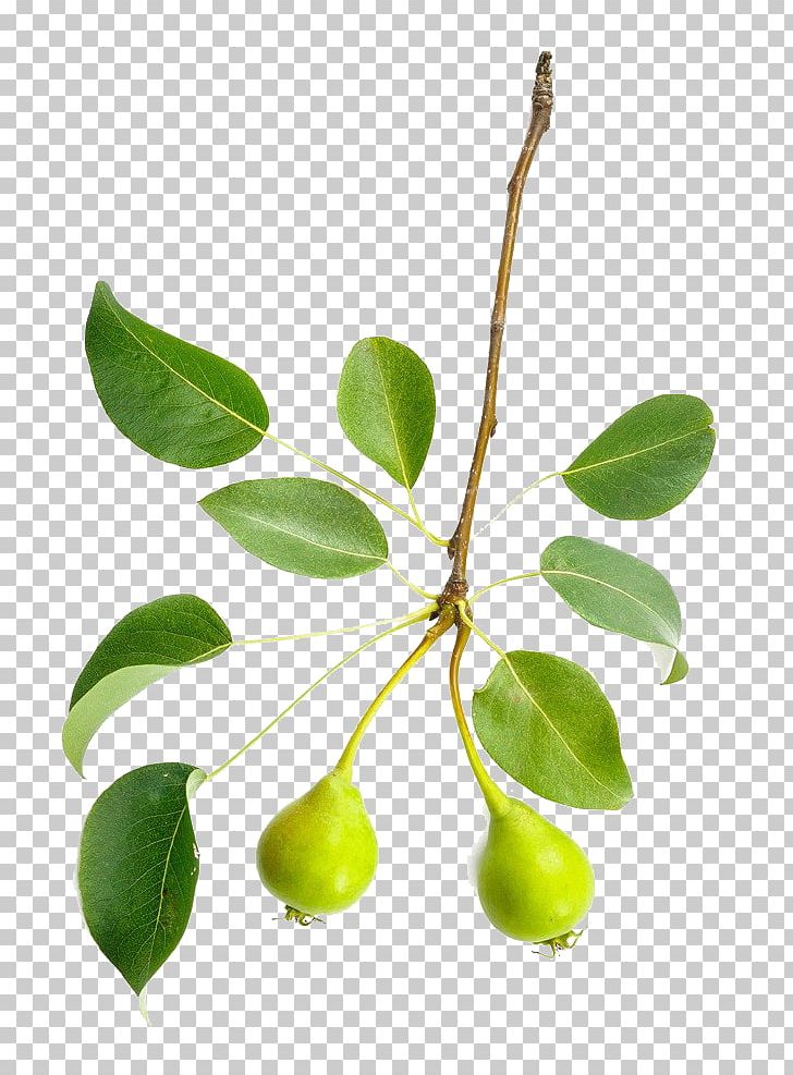 Tree Leaf Branch Asian Pear European Pear PNG, Clipart, Botany, Branches, Can Stock Photo, Flower Branch, Food Free PNG Download