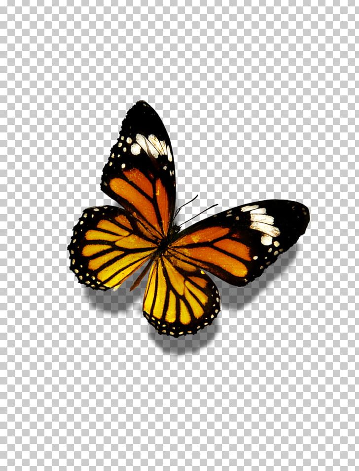 Butterfly Flower Display Resolution PNG, Clipart, Arthropod, Blue Butterfly, Brush Footed Butterfly, Butterflies, Butterfly Free PNG Download
