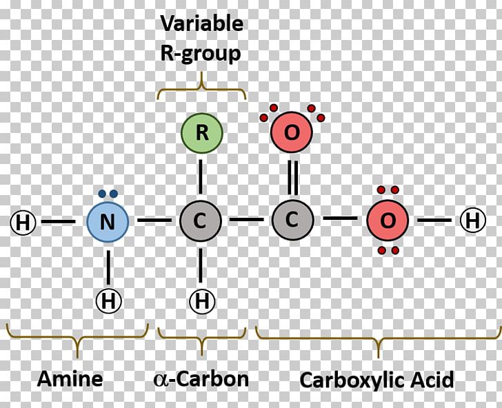 Macromolecule Monomer Diagram Nucleic Acid Biomolecule PNG, Clipart, Amino Acid, Angle, Area, Biomolecule, Chemistry Free PNG Download