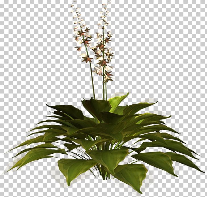Plant Variety Herb Common Nettle Parsley PNG, Clipart, Common Nettle, Flower, Flowering Plant, Flowerpot, Food Free PNG Download