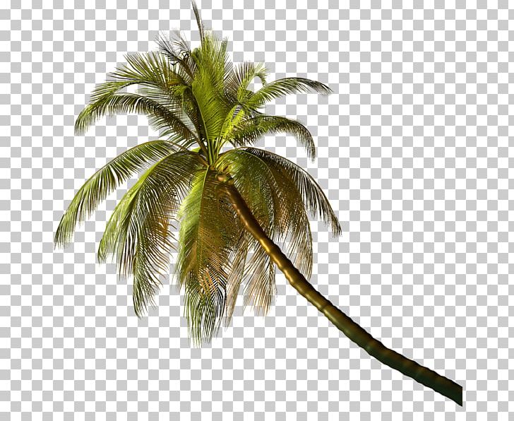Arecaceae Tree Plant Coconut Leaf PNG, Clipart, Arecaceae, Arecales, Coconut, Date Palm, Landscape Free PNG Download