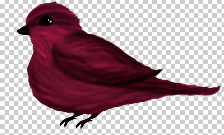 Beak Feather RED.M PNG, Clipart, Animals, Beak, Bird, Birdy, Cardinal Free PNG Download