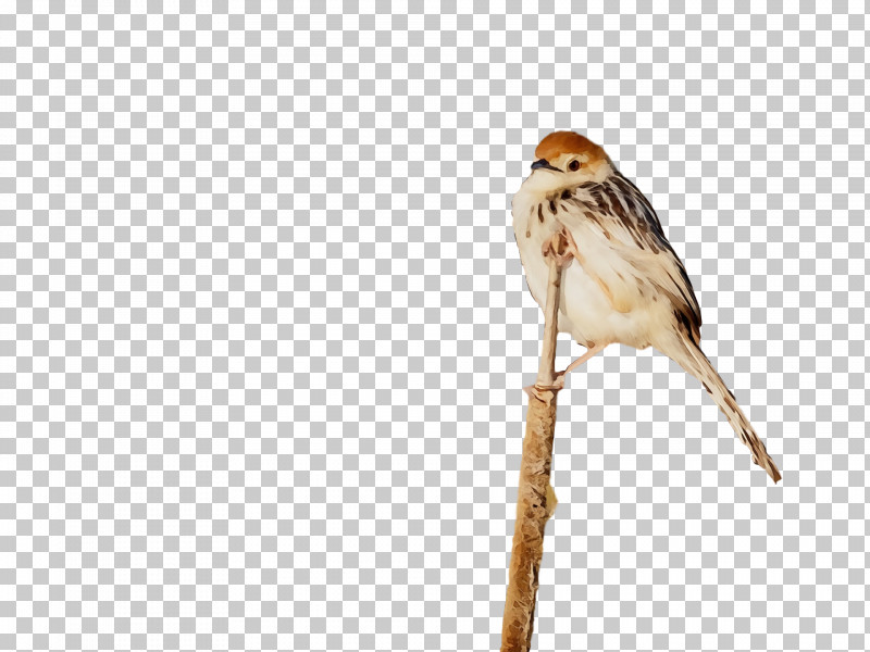 Bird Beak Sparrow House Sparrow Emberizidae PNG, Clipart, American Tree Sparrow, Beak, Bird, Branch, Chipping Sparrow Free PNG Download