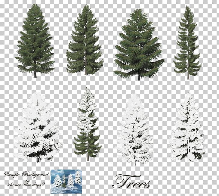 Fir Tree Conifers PNG, Clipart, Bis, Christmas Decoration, Christmas Ornament, Christmas Snow, Christmas Tree Free PNG Download