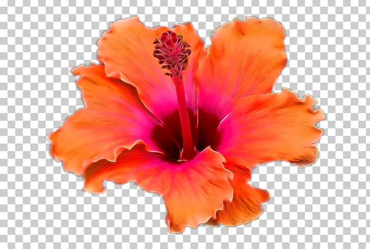 Hibiscus Teller PNG, Clipart, Flower, Flowering Plant, Hibiscus, Mallow Family, Malvales Free PNG Download