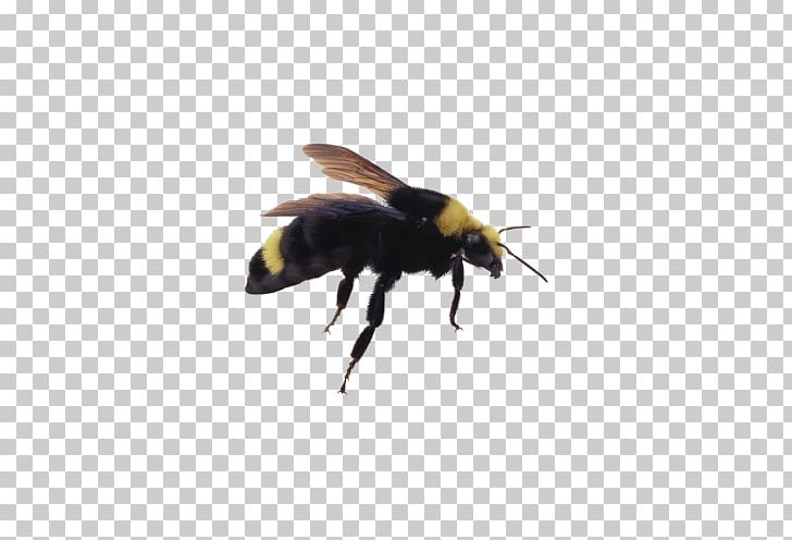 Honey Bee Insect PNG, Clipart, Arthropod, Bee, Bee Hive, Bee Honey, Bee Picture Free PNG Download