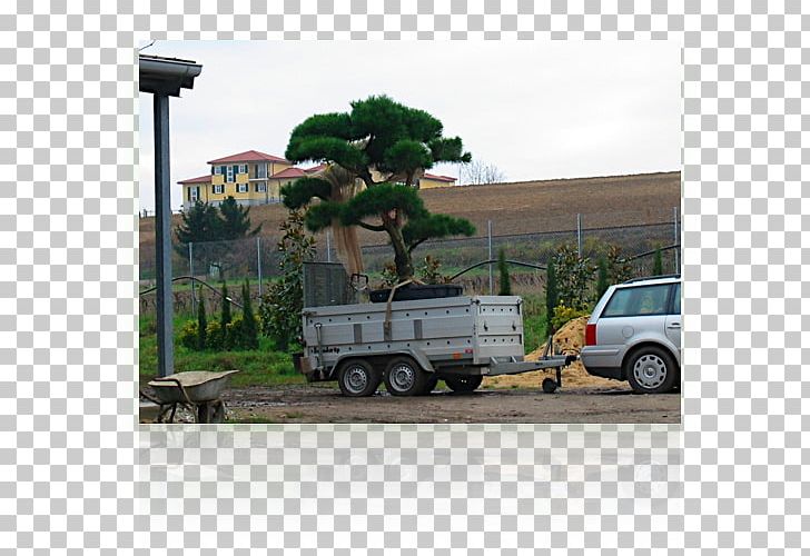 Motor Vehicle Car Plant Community Tree Transport PNG, Clipart, Automotive Exterior, Car, Community, Mode Of Transport, Motor Vehicle Free PNG Download