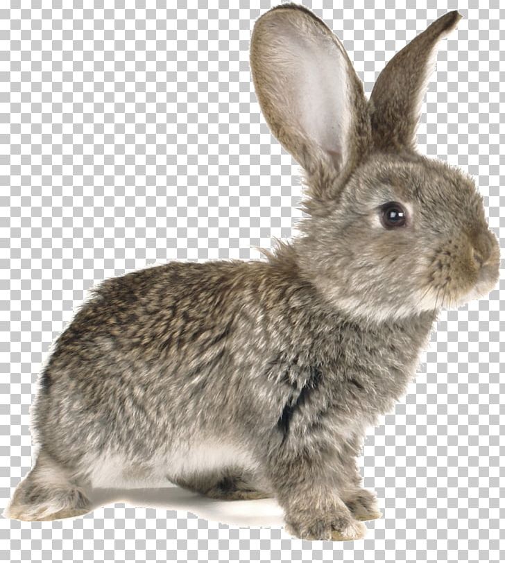 Easter Bunny European Rabbit Stock Photography Kifaranga PNG, Clipart, Animal, Animals, Big Cat, Bunny, Cute Animal Free PNG Download