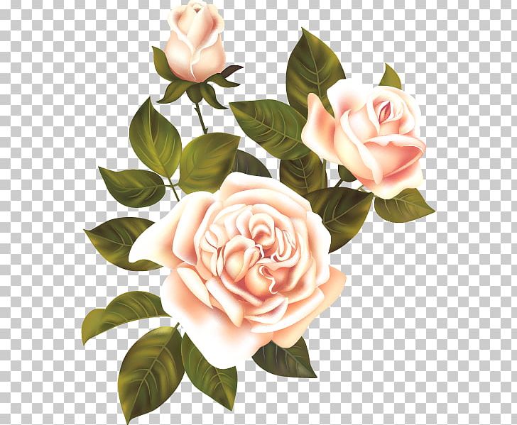 Garden Roses Still Life: Pink Roses Flower PNG, Clipart, Artificial Flower, Beach Rose, Centifolia Roses, Cut Flowers, Festival Free PNG Download