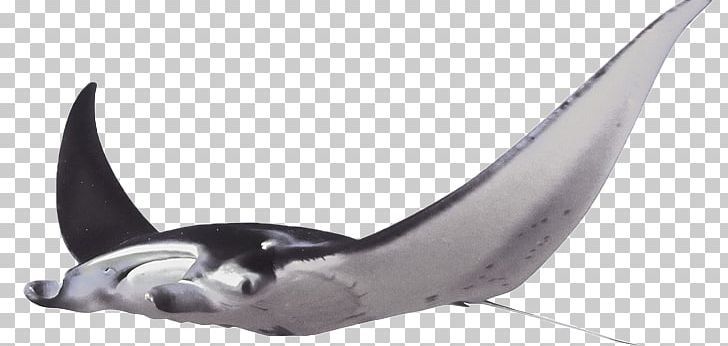 Giant Oceanic Manta Ray Batoidea Myliobatoidei Great White Shark PNG, Clipart, Animal, Animal Figure, Batoidea, Benthic Zone, Carcharodon Free PNG Download