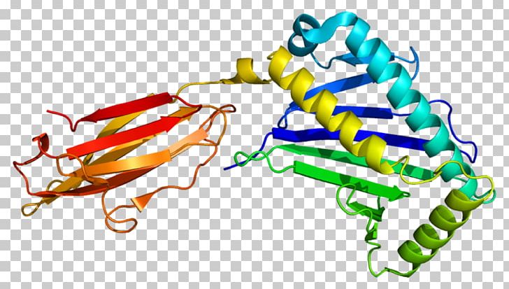MHC Class I Polypeptide-related Sequence B MHC Class I Polypeptide-related Sequence A Major Histocompatibility Complex Protein PNG, Clipart, Cd94nkg2, Class, Gene, Line, Major Histocompatibility Complex Free PNG Download