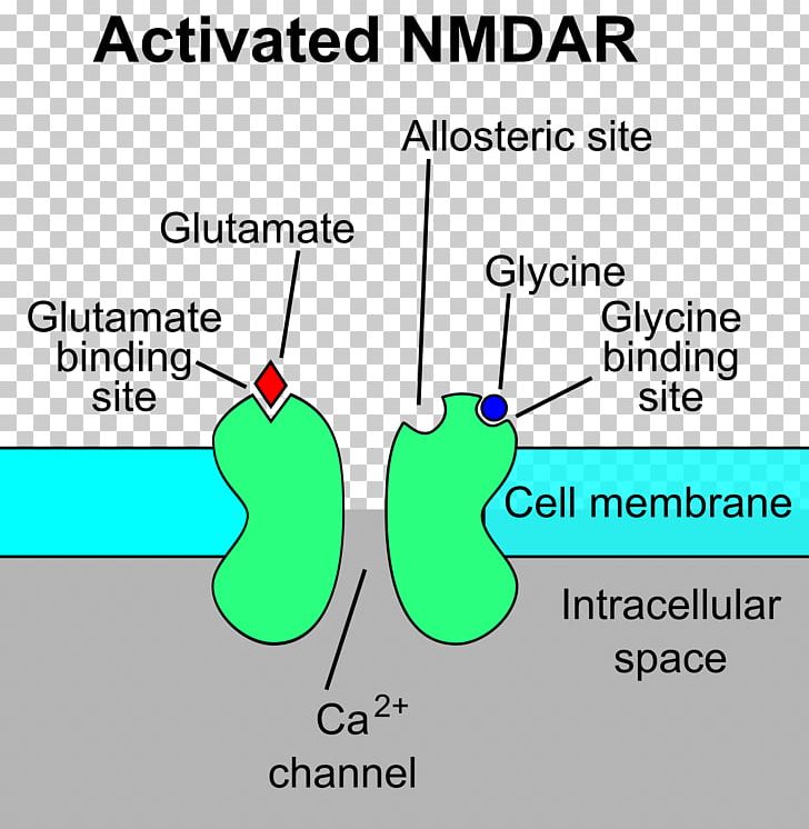 N-Methyl-D-aspartic Acid NMDA Receptor Glutamate Receptor PNG, Clipart, Agonist, Ampa Receptor, Angle, Area, Diabetes Free PNG Download