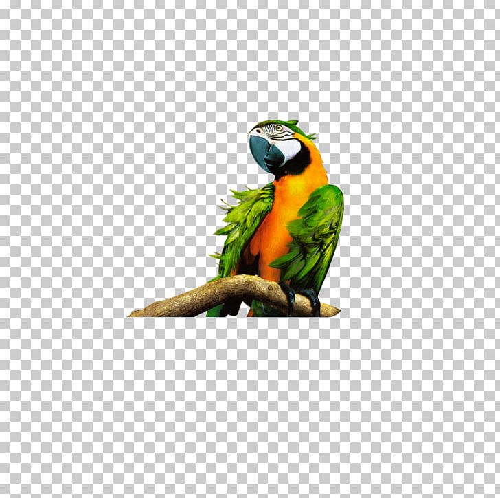 Parrot Lovebird U0412 U043au043eu0433u0442u044fu0445 U0443 U0441u043au0430u0437u043au0438 Macaw PNG, Clipart, Animals, Background Black, Beak, Bird, Black Free PNG Download