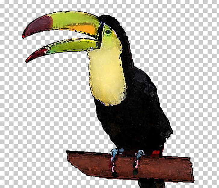 Toucan PNG, Clipart, Beak, Bird, Clip Art, Coraciiformes, Fauna Free PNG Download