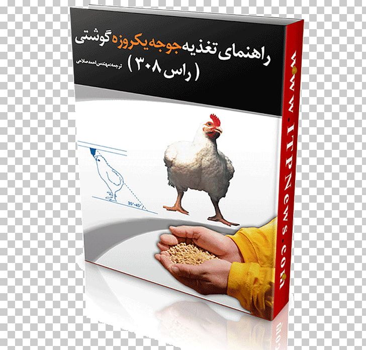 Broiler Chicken Meat Food Nutrition PNG, Clipart, Advertising, Animals, Avian Influenza, Book, Broiler Free PNG Download