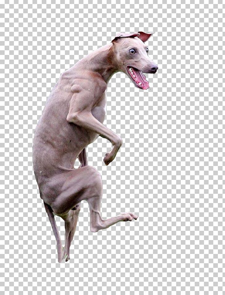 Italian Greyhound Whippet Spanish Greyhound Sloughi PNG, Clipart, Breed, Carnivoran, Dog, Dog Breed, Dog Like Mammal Free PNG Download