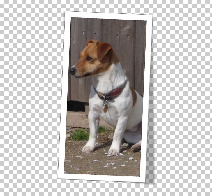 Jack Russell Terrier Parson Russell Terrier Tenterfield Terrier Plummer Terrier Puppy PNG, Clipart, Breed, Canidae, Companion Dog, Dog, Dog Breed Free PNG Download