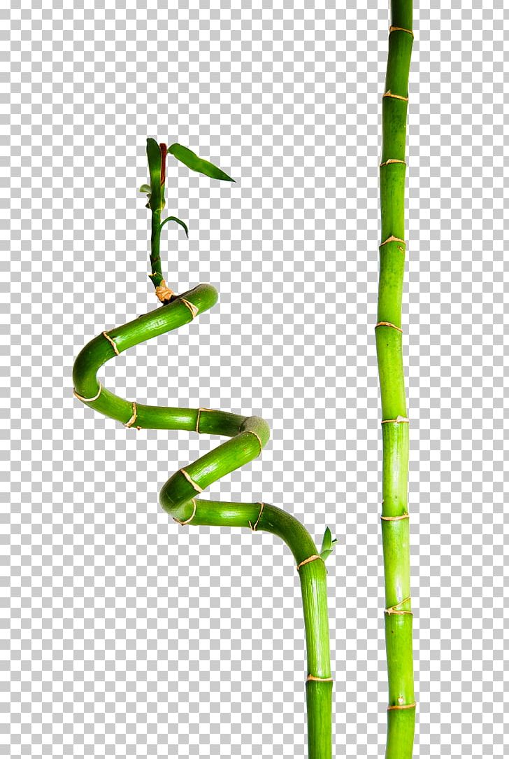 Lucky Bamboo Plant Sustainable Clothing Bamboe PNG, Clipart, Angle, Background, Background Green, Bamboe, Bamboo Free PNG Download