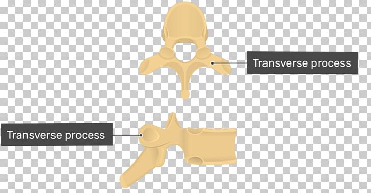 Thoracic Vertebrae Vertebral Column Spinous Process PNG, Clipart, Anatomy, Brand, Coccyx, Ear, Joint Free PNG Download
