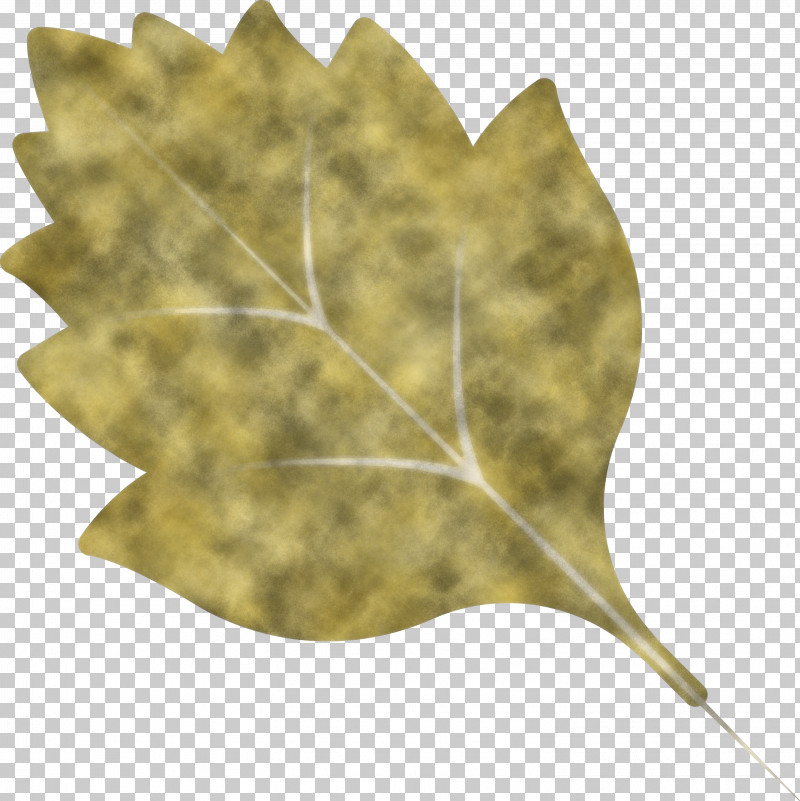 Autumn Leaf Autumn Color PNG, Clipart, Autumn Color, Autumn Leaf, Biology, Leaf, Plants Free PNG Download