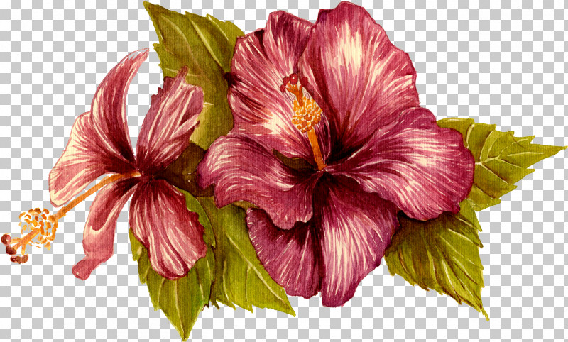 Hibiscus Flower Hawaiian Hibiscus Plant Petal PNG, Clipart, Chinese Hibiscus, Flower, Hawaiian Hibiscus, Herbaceous Plant, Hibiscus Free PNG Download