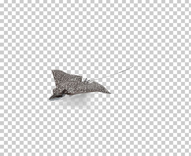 Little Brown Bat Flight PNG, Clipart, Animal, Animals, Baseball, Baseball Bat, Bat Free PNG Download