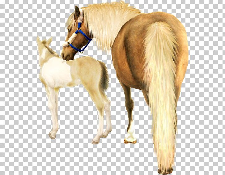Mustang Foal Stallion Colt Mare PNG, Clipart, Colt, Foal, Halter, Horse, Horse Harness Free PNG Download