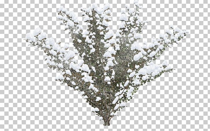 Winter Shrub Snow PNG, Clipart, Branch, Conifer Cone, Information, Nature, Plant Free PNG Download