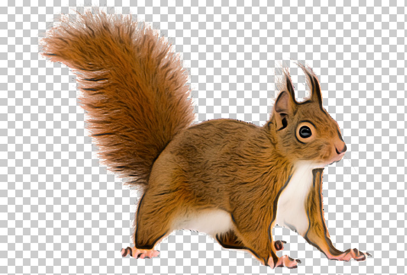 Squirrel Eurasian Red Squirrel Tail Wildlife Fox Squirrel PNG, Clipart, Eurasian Red Squirrel, Fawn, Fox Squirrel, Grey Squirrel, Squirrel Free PNG Download