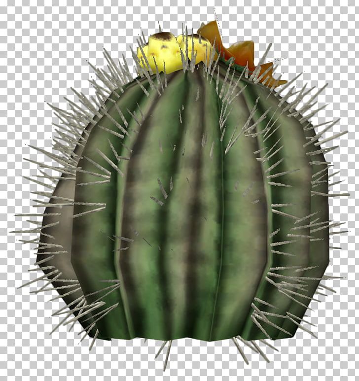 Cactaceae Echinocactus Grusonii Echinocactus Platyacanthus Barrel Cactus Fruit PNG, Clipart, Cactaceae, Cactus, Caryophyllales, Desert, Drawing Free PNG Download