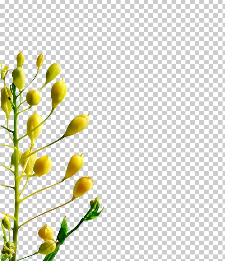 Cut Flowers Floral Design Bud Twig Plant Stem PNG, Clipart, Branch, Bud, Cut Flowers, Flora, Floral Design Free PNG Download