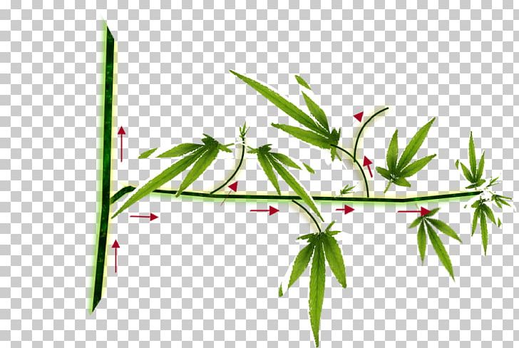 Hemp Cannabis Cultivation Sensi Seeds Autoflowering Cannabis PNG, Clipart, Autoflowering Cannabis, Axillary Bud, Branch, Bud, Cannabis Free PNG Download