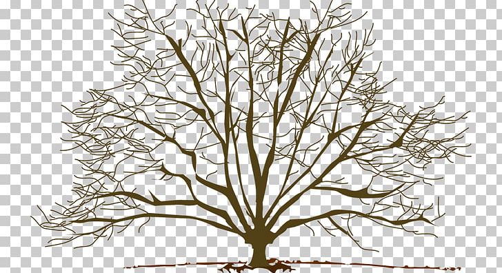 Tree Winter Branch Pine PNG, Clipart, Black And White, Blog, Branch, Flora, Flower Free PNG Download