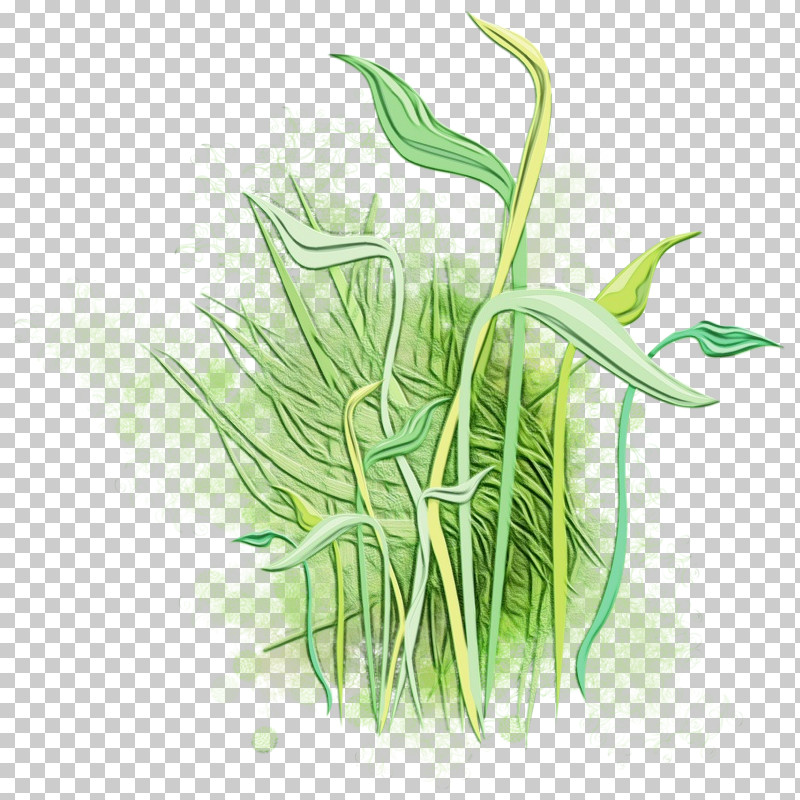 Grass Plant Grass Family Leaf Plant Stem PNG, Clipart, Chives, Flower, Grass, Grass Family, Leaf Free PNG Download
