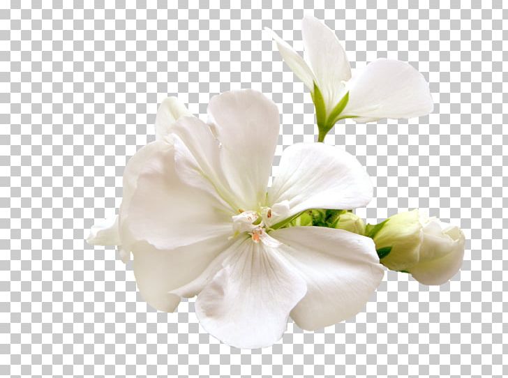 Artificial Flower Plant PNG, Clipart, Artificial Flower, Bay Laurel, Blossom, Composition Florale, Cut Flowers Free PNG Download