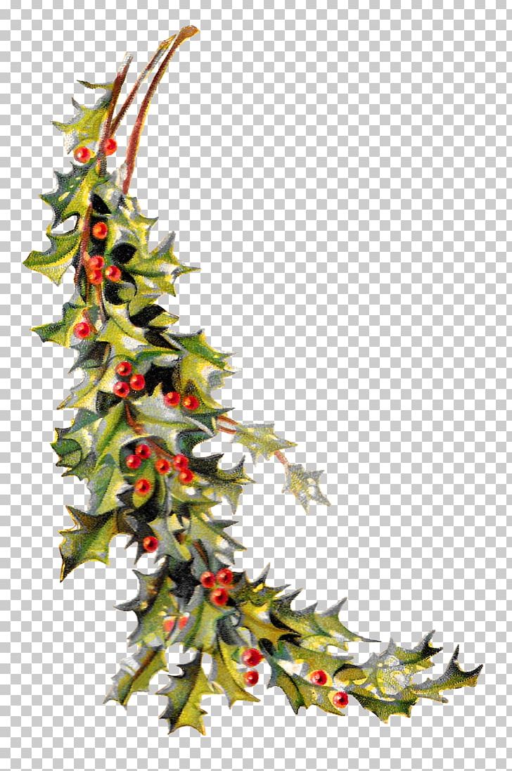 Christmas Ornament Common Holly PNG, Clipart, Aquifoliaceae, Aquifoliales, Branch, Christmas, Christmas Decoration Free PNG Download