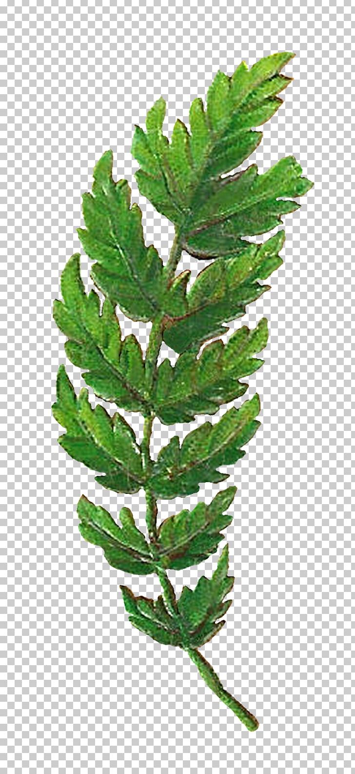 Leaf Botany Botanical Illustration PNG, Clipart, Art, Botanical Illustration, Botany, Branch, Clip Art Free PNG Download