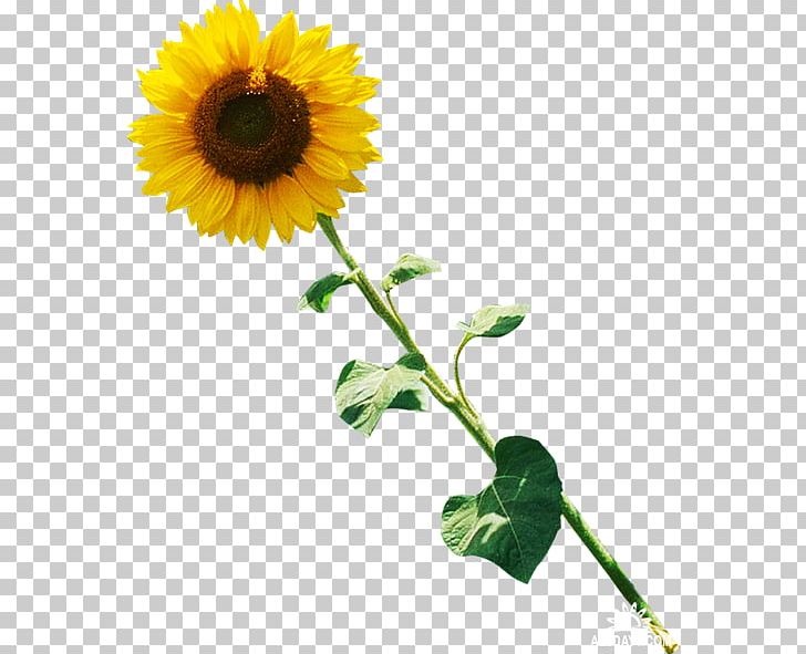 Common Sunflower PNG, Clipart, Annual Plant, Common Sunflower, Cut Flowers, Daisy Family, Digital Image Free PNG Download