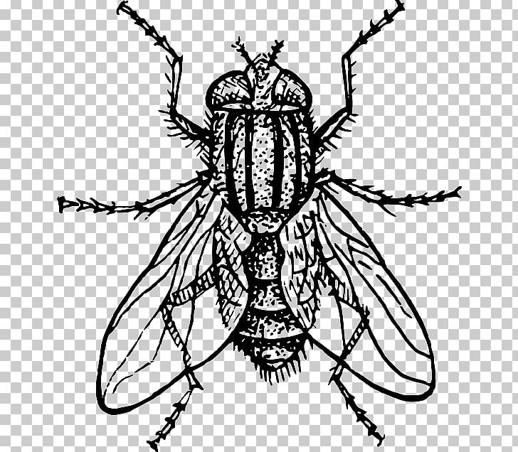 Insect Drawing Housefly PNG, Clipart, Art, Arthropod, Artwork, Black And White, Color Free PNG Download