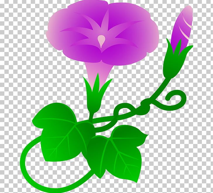 Ipomoea Purpurea Morning Glory Drawing PNG, Clipart, Art, Artwork, Drawing, Flora, Flower Free PNG Download