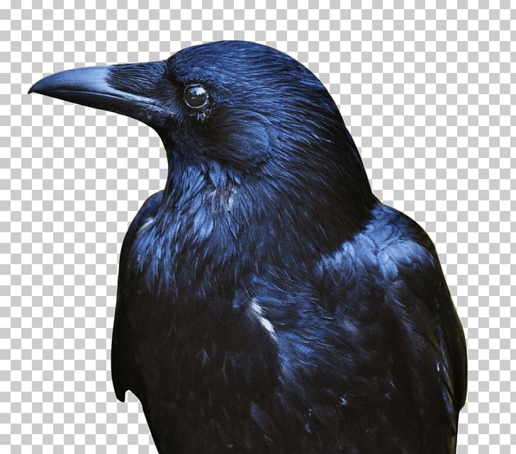 New Caledonian Crow Portable Network Graphics Transparency American Crow PNG, Clipart, American Crow, Animals, Beak, Bird, Black Crow Free PNG Download